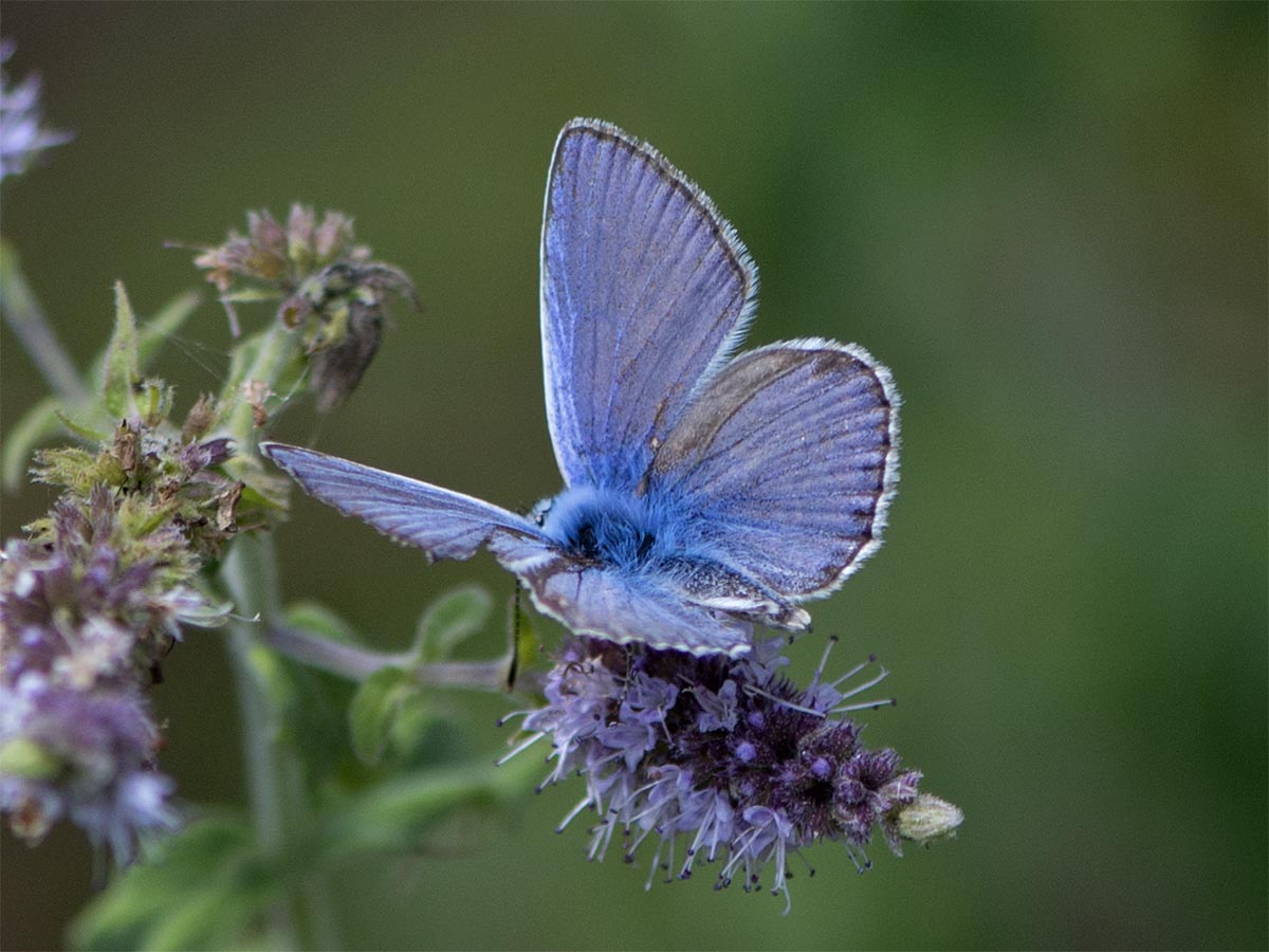 Polyommatus icarus